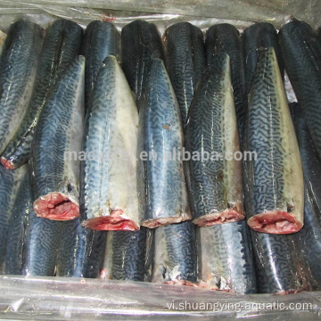 Frozen Guted đuôi cá thu Thái Bình Dương HGT cho đóng hộp